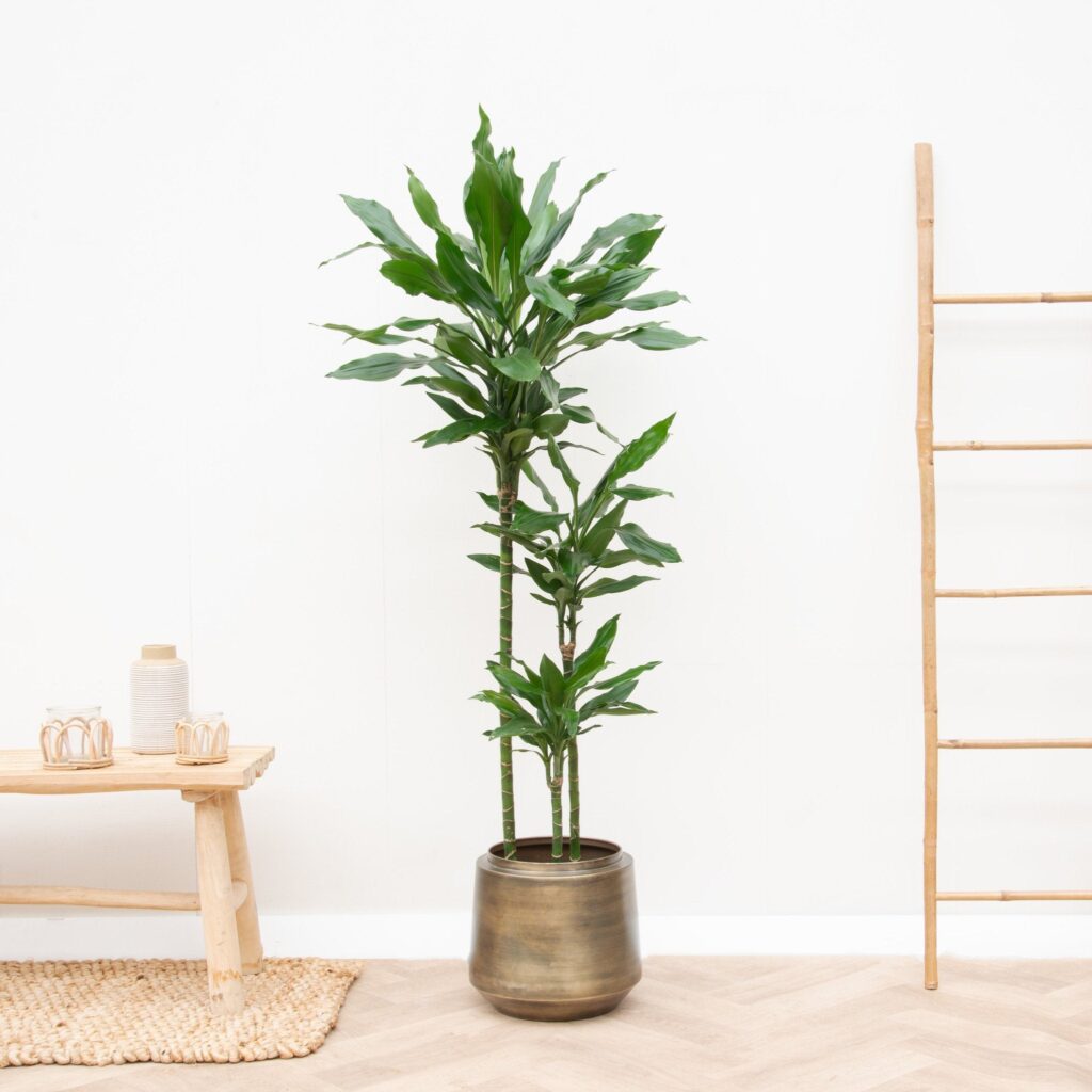 Koop Dracaena Janet Lind XL - 180cm bij Green-bubble.com
