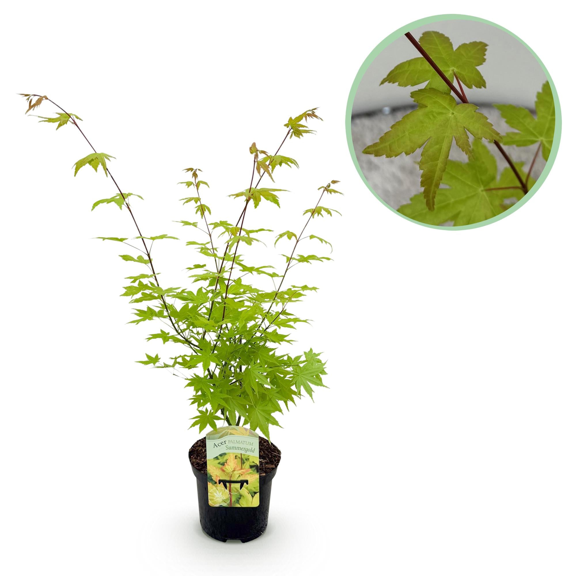 Koop Green boutiQ - Terrasplant - Japanse Esdoorn - Acer palmatum Summergold - Geel - 1 Plant - Bladverliezend - Pot 19cm Hoogte 70cm bij Green-bubble.com