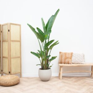Strelitzia Augusta multi stam XXL – 250cm