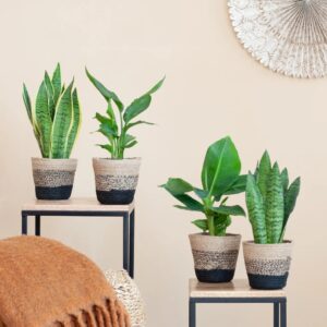 Zon kamerplanten Mix - P12 - 4 stuks kopen bij plantje.nl